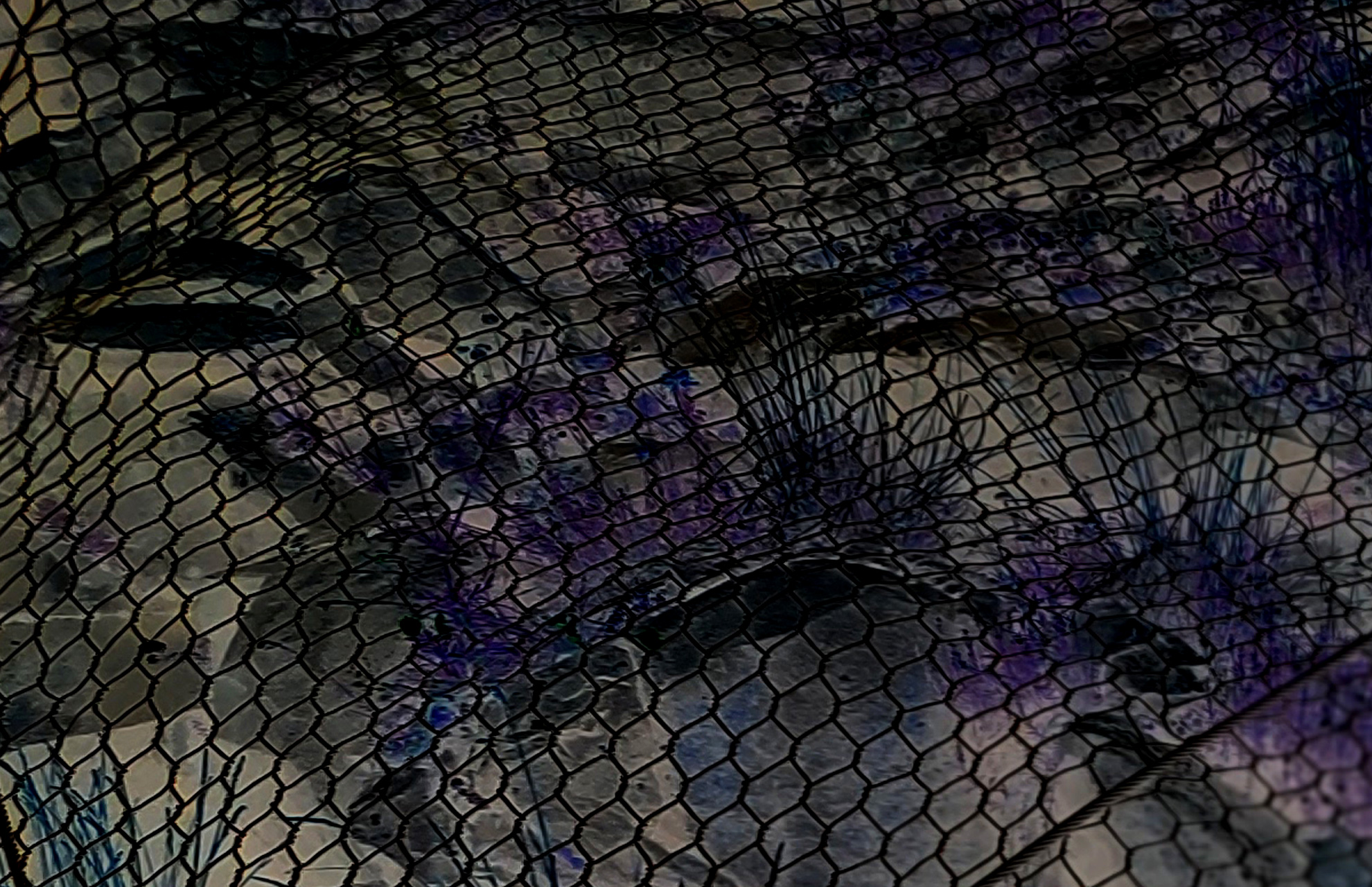 echo-loghìa | gravità, web-opera (2023) di Silvia Lanzalone e Emanuela Mentuccia